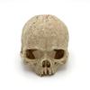 Beliebtes Totenkopf-Serien-Terrarium-Ornament für Schlangen und Eidechsen - Aquarium-Landschaft & Haustier-Versteck