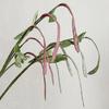 Realistic Hyacinth Bean Artificial Vegatable Decoration Lifelike Simulation Bean Pods for Kitchen Restaurant Home Decor