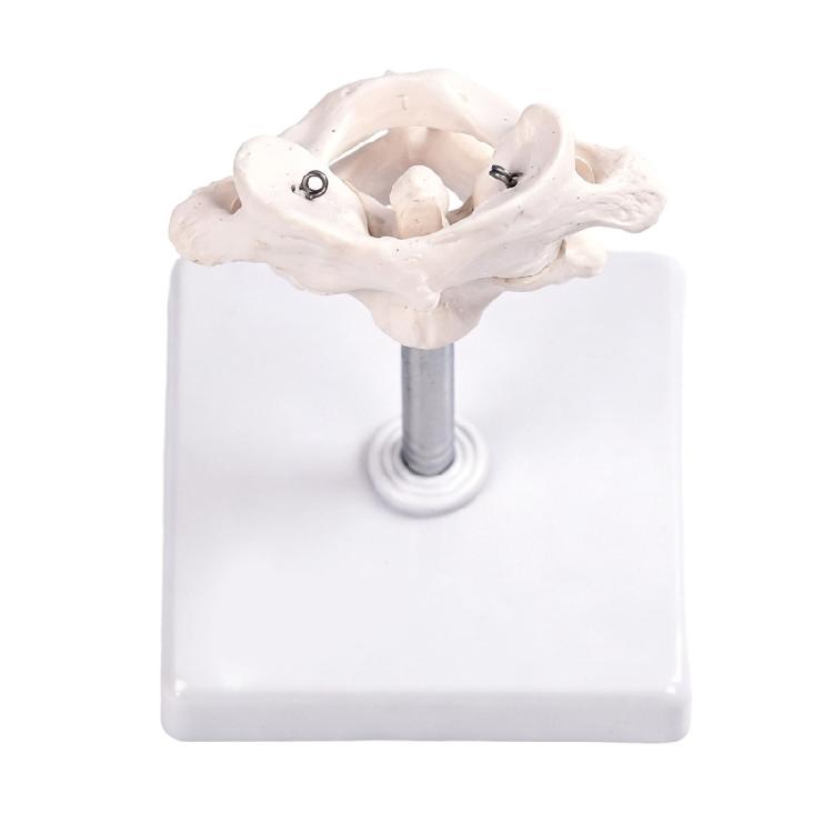Accurate Human Occipital Bone Model For Clinical Training Features Rotation Capability And Quality PVC For Durability