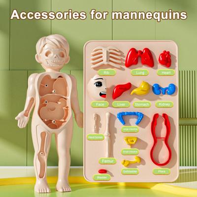 Kids Human Body Model with Tweezes Educational Body Structure Internal Organ Learning Toy Body Parts Assembly Kit 3D Anatomy Physiology Study Tool