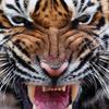 Lin Tiger Muay Thai T-Shirt Kick Boxing 3D Print Vintage Training UV Protect Quick Dry Men Women Unisex Short Sleeve Round Neck MMA Mix Martial Art