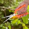 Stainless Steel Garden Scissors Extra Long Edge Branch Cutter Durable Plant Scissors