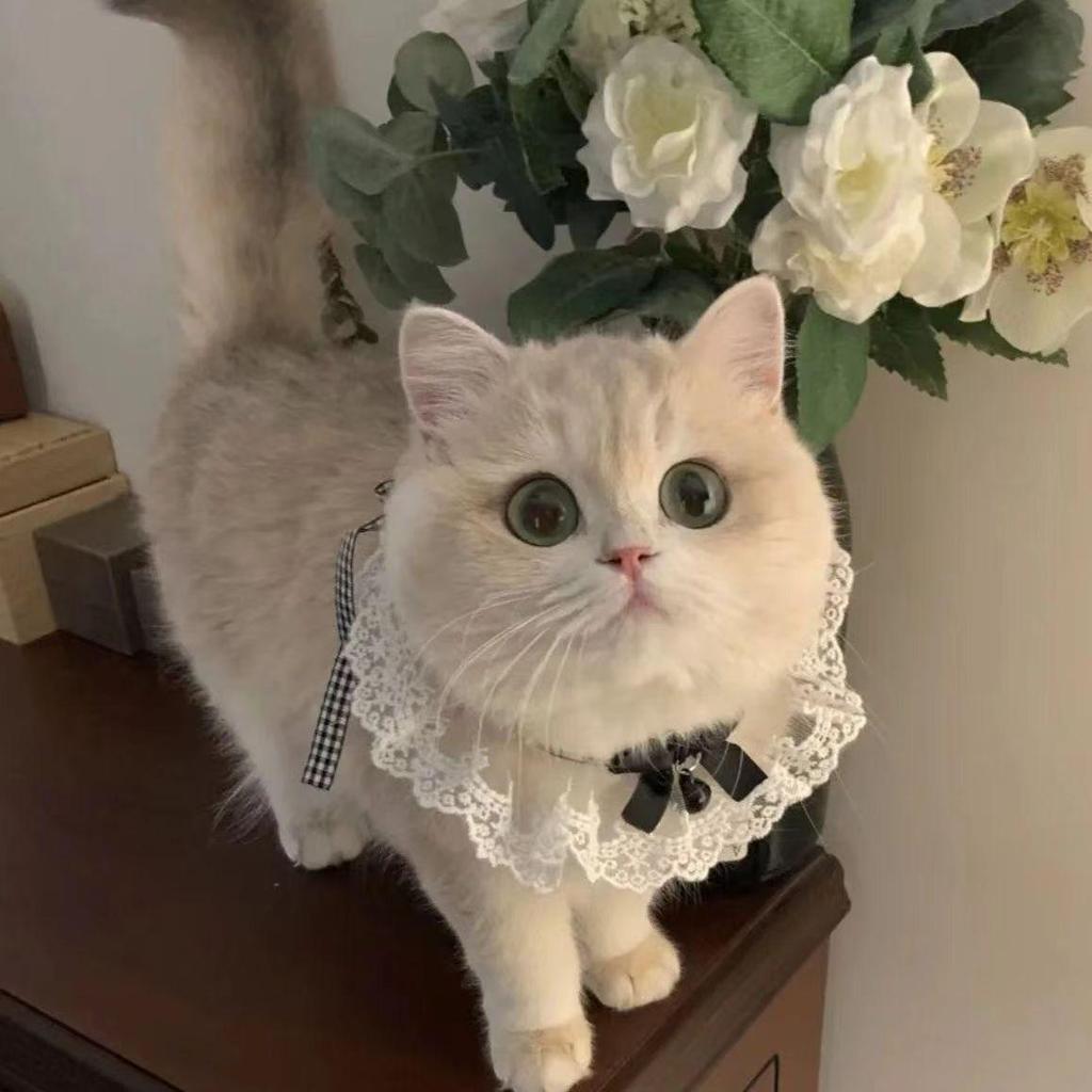 New Cross-Border Pet Bib: Dog Drool Scarf for Small & Medium Breeds, Decorative Cat Accessories