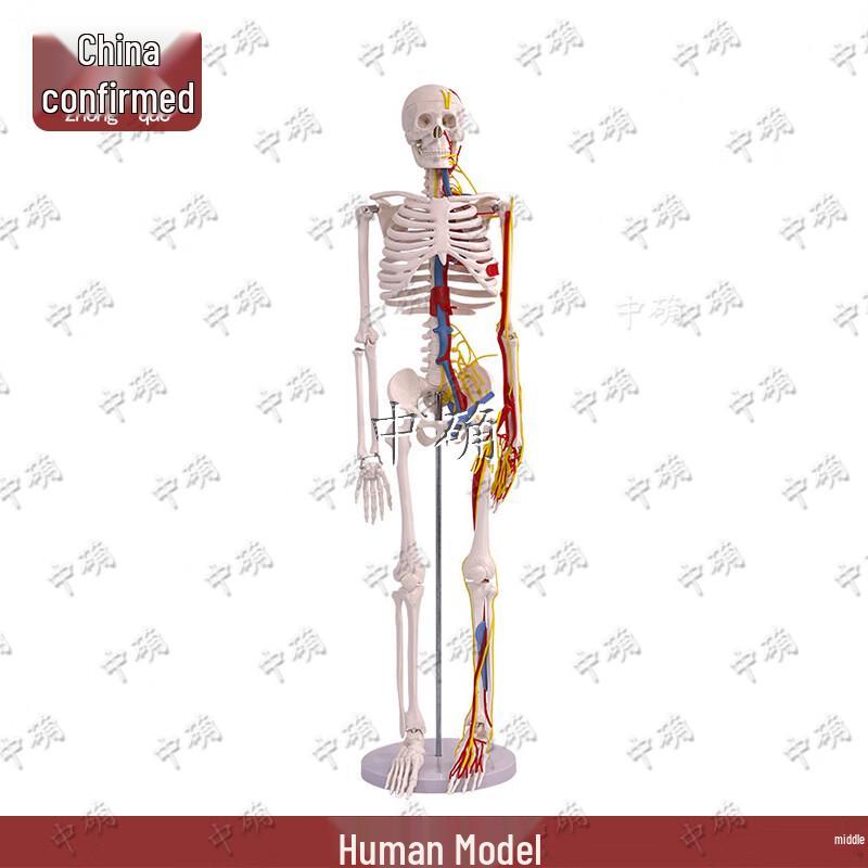 Модель человеческого скелета 85 см с сердцем и кровеносными сосудами