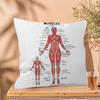 Muscle System Human Anatomy Diagram Medical Cushion Cover x Polyester Sofa Cushions Decorative Throw Pillows