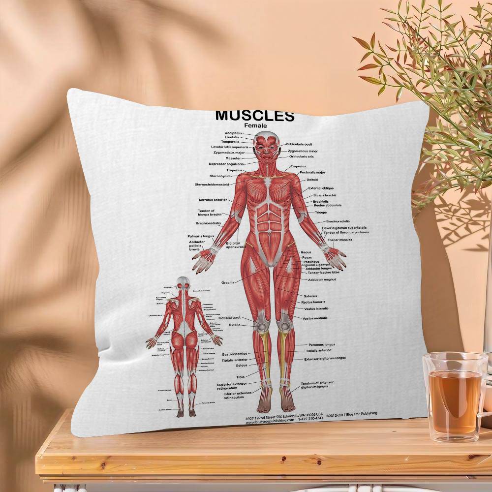 Muscle System Human Anatomy Diagram Medical Cushion Cover x Polyester Sofa Cushions Decorative Throw Pillows