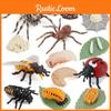 Insect Lifespan Model Pvc Learning Aid For Classroom And Home Education