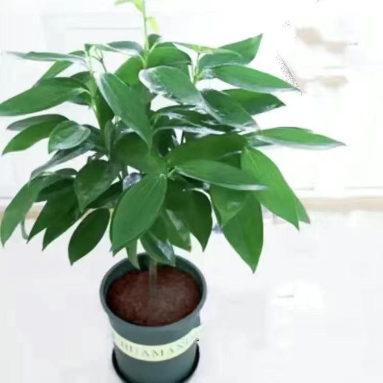 Peace Tree Indoor Potted Plant – Large Evergreen for Living Room, Happiness & Year-Round Greenery, Free Shipping.