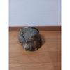 Used Stussy Tribe camouflage cap