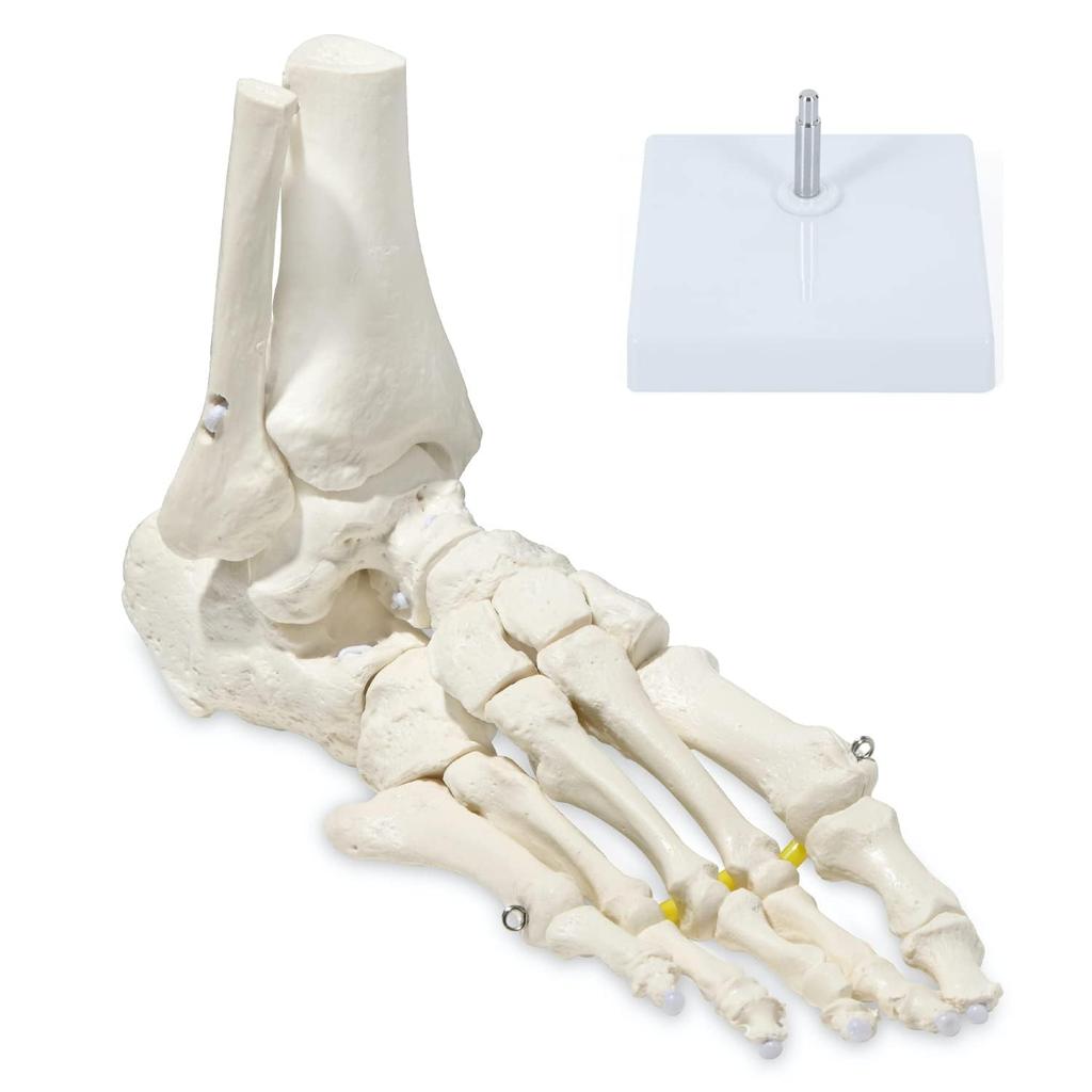 KIYOMARU Foot Model with Extendable Legs and Fully Movable Supervised by a Physical Human Anatomy Skeleton Ankle Joint and Bone Extendable Right with