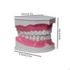Oral Teaching Model with Toothbrush Simulated for Home