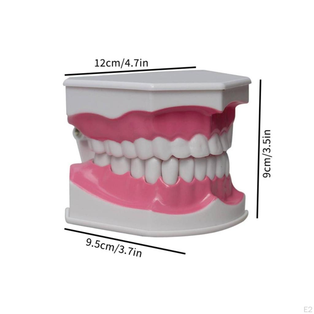 Oral Teaching Model with Toothbrush Simulated for Home