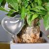 Imitation Glass Bird Automatic Watering Device Home Drip Irrigation Watering Tool Creative Potted Automatic Water Seepage Device