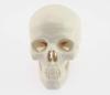 Skull Model with Movable Jaw and Art Drawing Olive-G Palm-Sized Joint, Instructions,