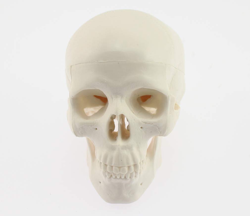 Skull Model with Movable Jaw and Art Drawing Olive-G Palm-Sized Joint, Instructions,