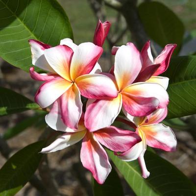 5 PLUMERIA-SAMEN - Frangipani - Pomelia-Sorte "Madam Rainbow" - FRISCHE SAMEN