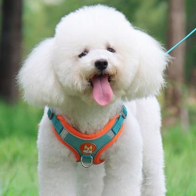 Köpek – Köpek Tasmaları ve Tasma Kayışları