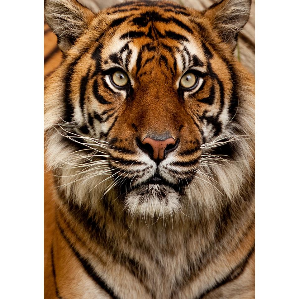 5D DIY Diamond Painting Animal Tiger Rhinestone Art Picture Full Diamond Embroidery Mosaic Home Decor Gift Kit