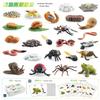 25 Piece Realistic Insect Growth Cycle Card Set Featuring Worm Ladybug Dragonfly Frog Snail Models