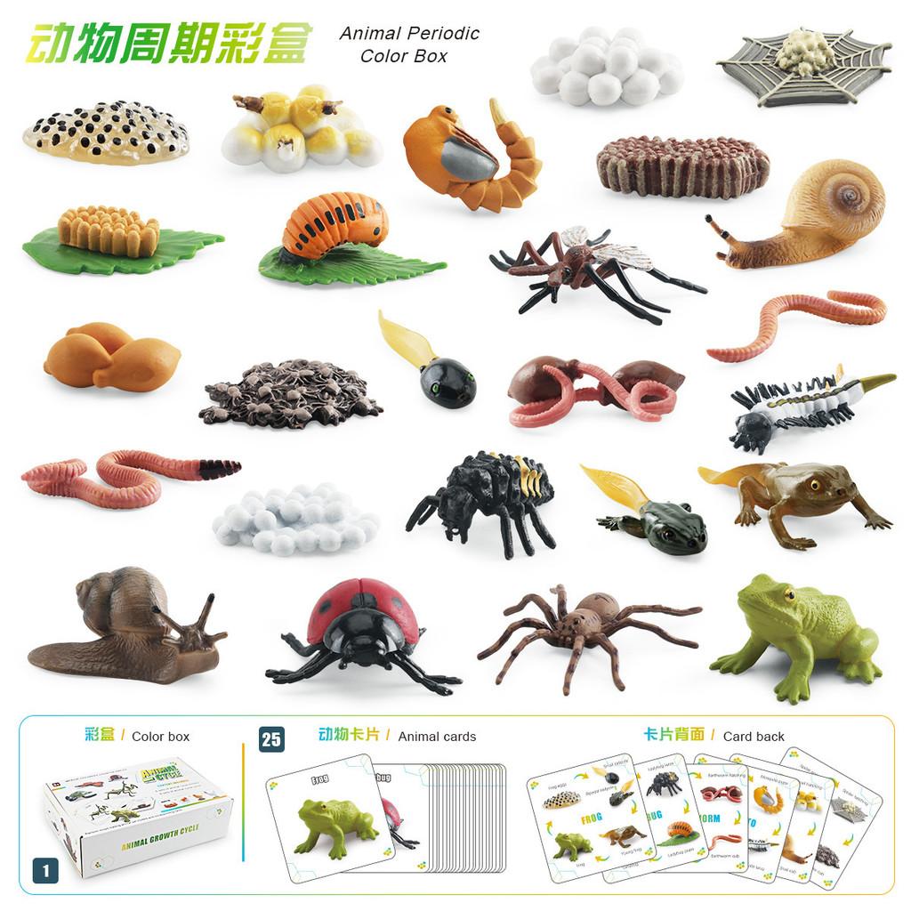 25 Piece Realistic Insect Growth Cycle Card Set Featuring Worm Ladybug Dragonfly Frog Snail Models