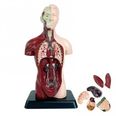 Human Torso Body Model Removable Internal Organs Anatomy Doll Educational Learning Organ Assembled Toy School Teaching Accessories