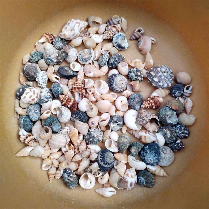 Натуральная раковина рака-отшельника (0.3-4см) для регулировки жесткости воды в аквариуме и нитрифицирующих бактерий