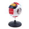 Eyeball Anatomy Model For Eye Diseases Study, 6X Human Eye Anatomy Model Eye Anatomy Model Human Organs Teaching Prop