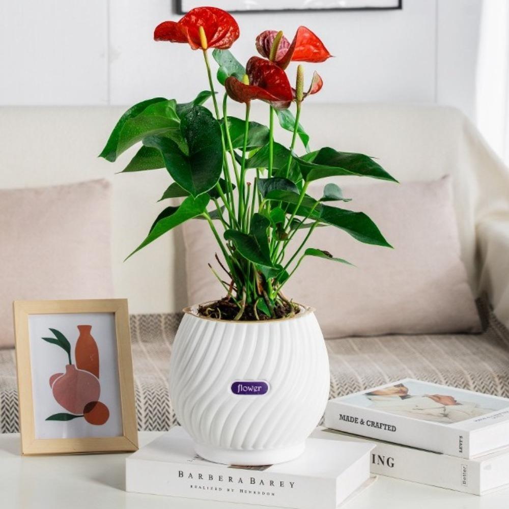 Abnehmbarer Blumentopf Kunststoff Büro Bonsai Deko Mode Hydrokultur Pflanzen Topf