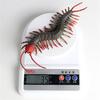 EUHELOPA Centipede Figure, Centipede Model, Chilopoda, Toy, Stress Reliever, Arthropod, Plastic Model, Realistic TPR Material, Decorative Ornament, Op