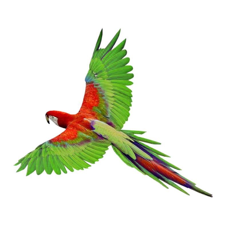 Rainbow Lorikeet On Tropical Flowers Sticker On The Car Vinyl Decal Waterproof Decoration Car Stickers