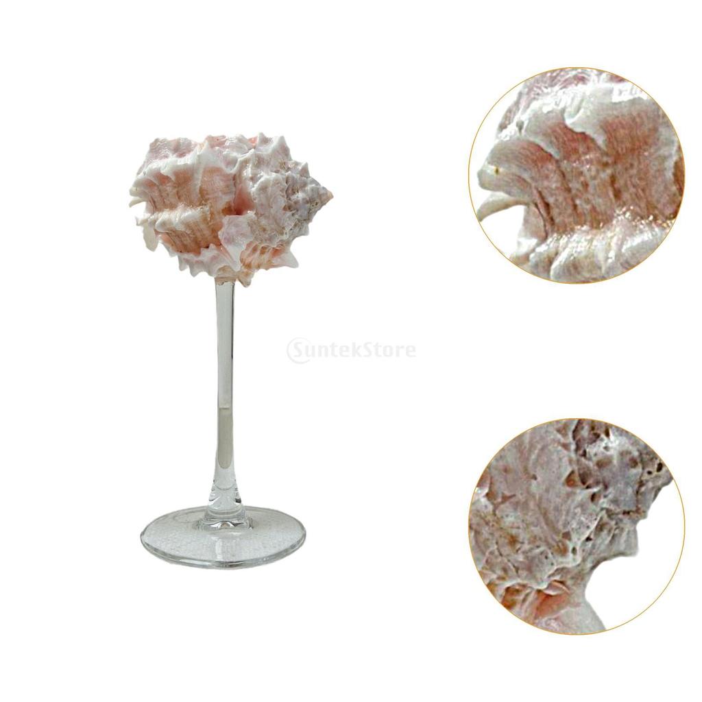 Conch Shell Champagne Glass Cup for Celebrations, Unique Drinkware for Adults Home Bar Wedding Favor Decoration Artistic Display