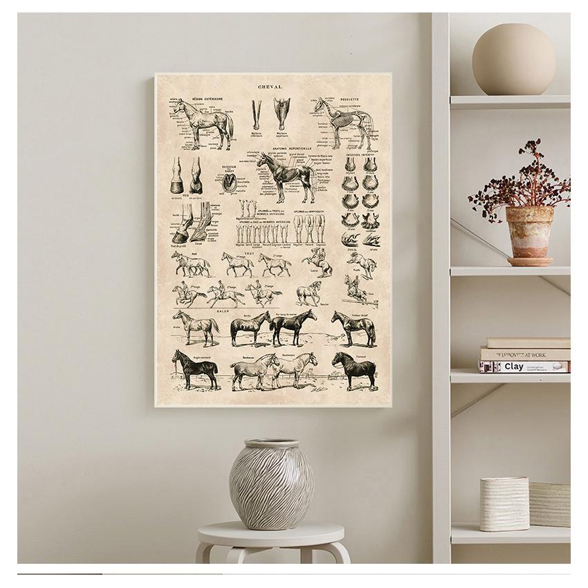 Prints Biology Wall Art Decor , Horse Illustration Animal Poster Canvas Painting Office Decor Vintage French Horse Anatomy Chart No Frame