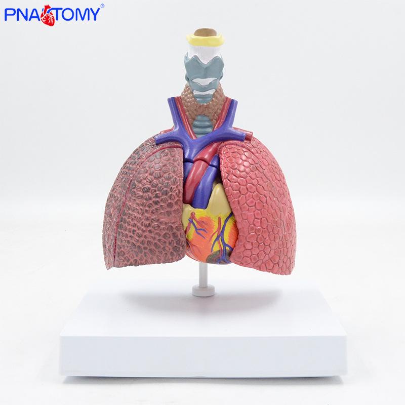 Anatomical Respiratory Model: Larynx, Heart, Lung Comparison & Bronchial Tree PNT-0768