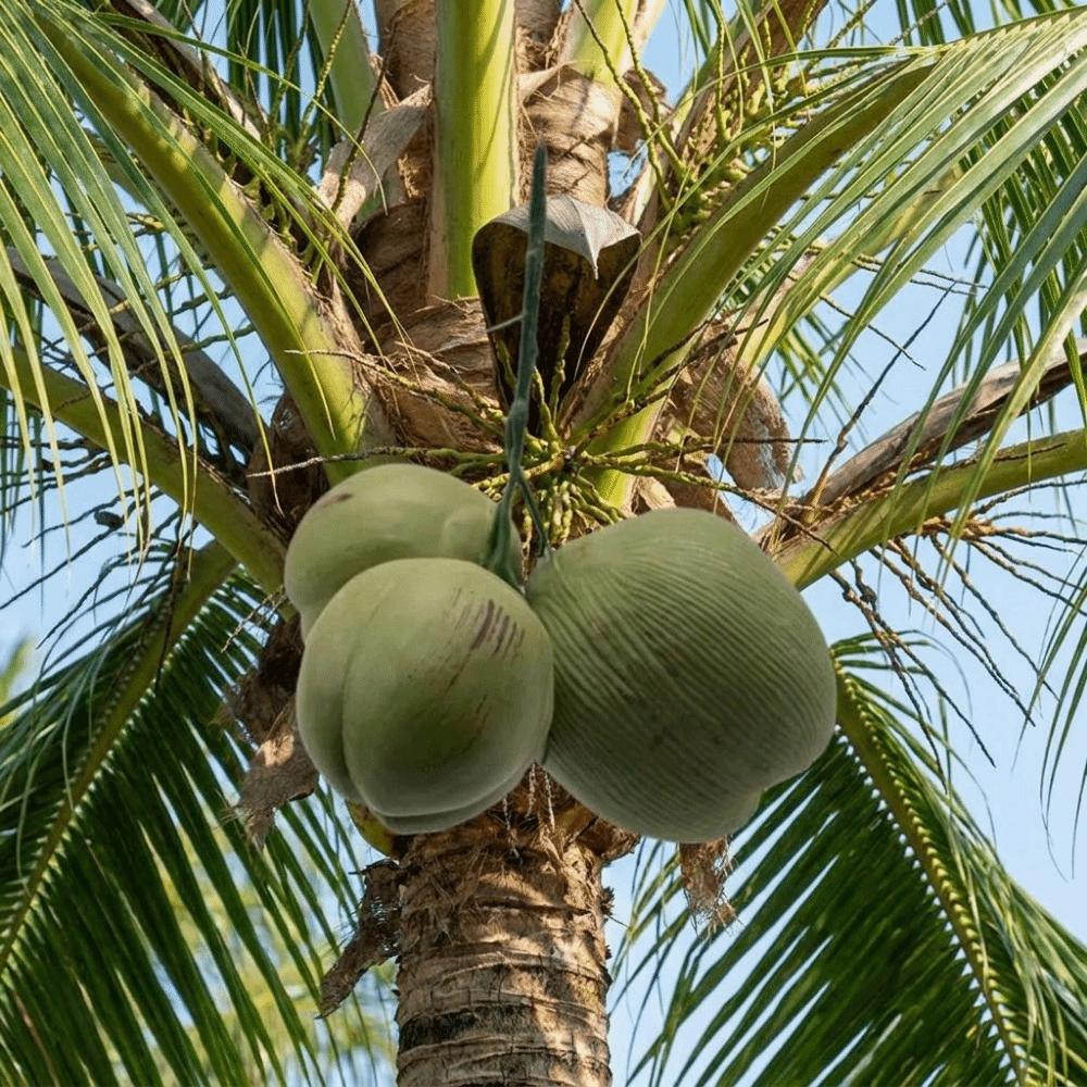 Kreative Plastik Künstliche Kokosnuss Grün Lebensecht Simulierte Kokosnüsse Dekorative Realistische Fake Kokosnuss Frucht Fotografie Requisiten