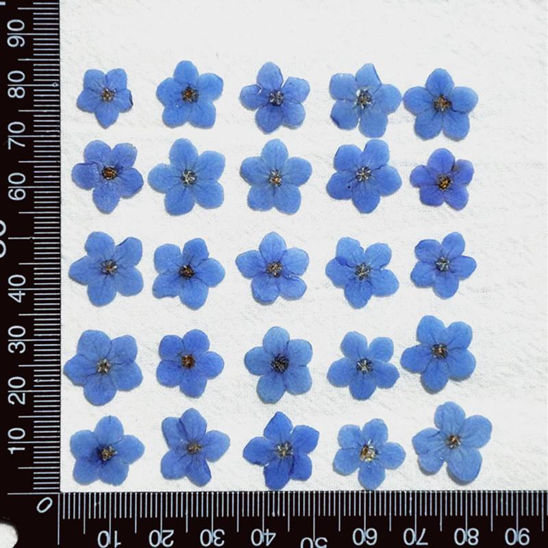 Mini Pressed Forget-Me-Not Flower Pack - Real Dried Flowers for Nail Art & Resin DIY