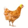 1 st Kip Helm Kip Vogel Speelgoed Hoofdbescherming Helm Vogel Hoed Hoofddeksels
