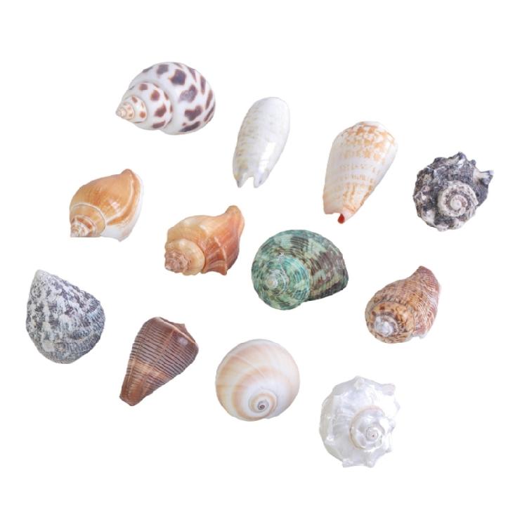 Floating Seashells Display Box Large-capacity Seashells Decorative Storage Box for Home and Beach Decoration