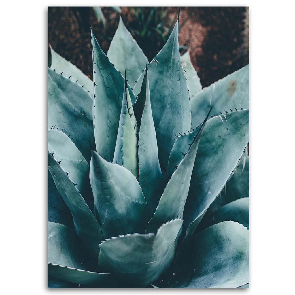 Vászonnyomás Succulent Flower Leaves