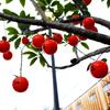 Waterproof Solar Fruit String Lights: Apple & Orange Harvest Festival Decoration