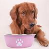 Large Capacity Dog Bowl Anti-slip Pet Feeder New Cat Bowl  Suitable for Puppies
