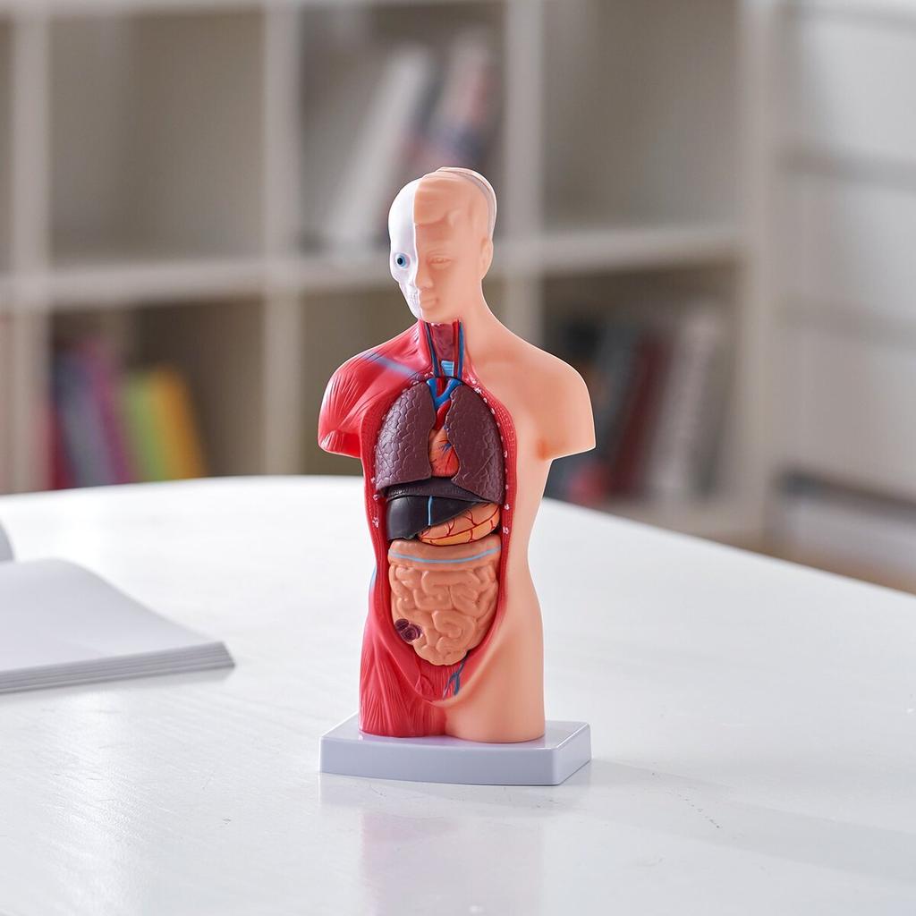 Human Body Model, 15 Parts 11 inch, Human Torso Anatomy Model Anatomical Skeleton Model with Removable Organs, Educational Teaching Tool for Students