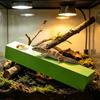 Wear Resistant Gecko Rest Stand Anti Slip Reptile Climbing Stick Landscaping Decoration