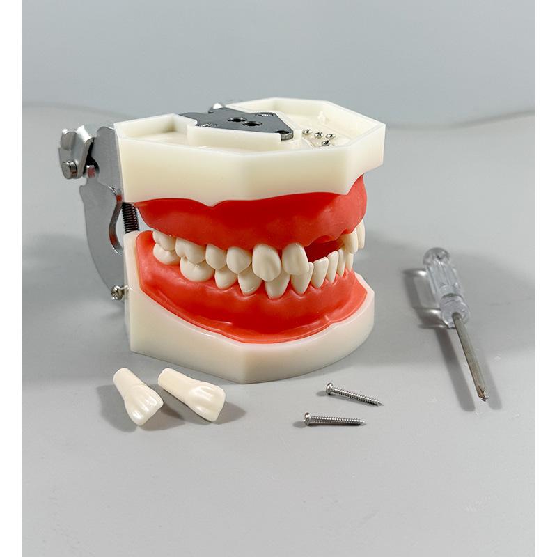 Прозора Знімна Повна Модель Щелепи з М'якими Яснами та Зубами для Підготовки до Імплантації