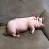PP Cotton Filled Poultry Throw Pillows 40cm Size Pig Keychain Animal Cushion Doll Toys  Bedroom Use