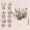 Feixe de Capim dos Pampas, Capim Rabo de Coelho, Juncos, Capim dos Pampas – Decoração Seca Fofa para Casa