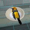 Cuib pentru reproducerea papagalilor țesut din sfoară Pat Cușcă mică pentru papagali Cutie de incubare pentru cuibărit cu Flanelă pentru