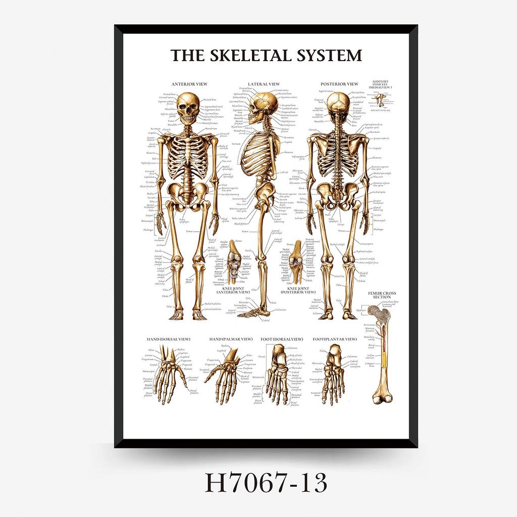 Human Tissue Structure Muscle Gym Medical Education Decorative Canvas Painting Poster Wall Art for Home Decor