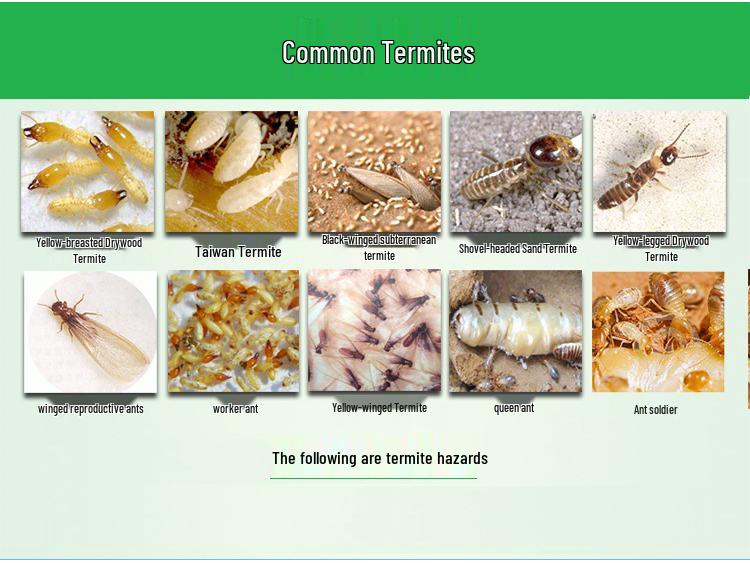 Indoor Termite Bait Box - Effective White Ant Control Treatment