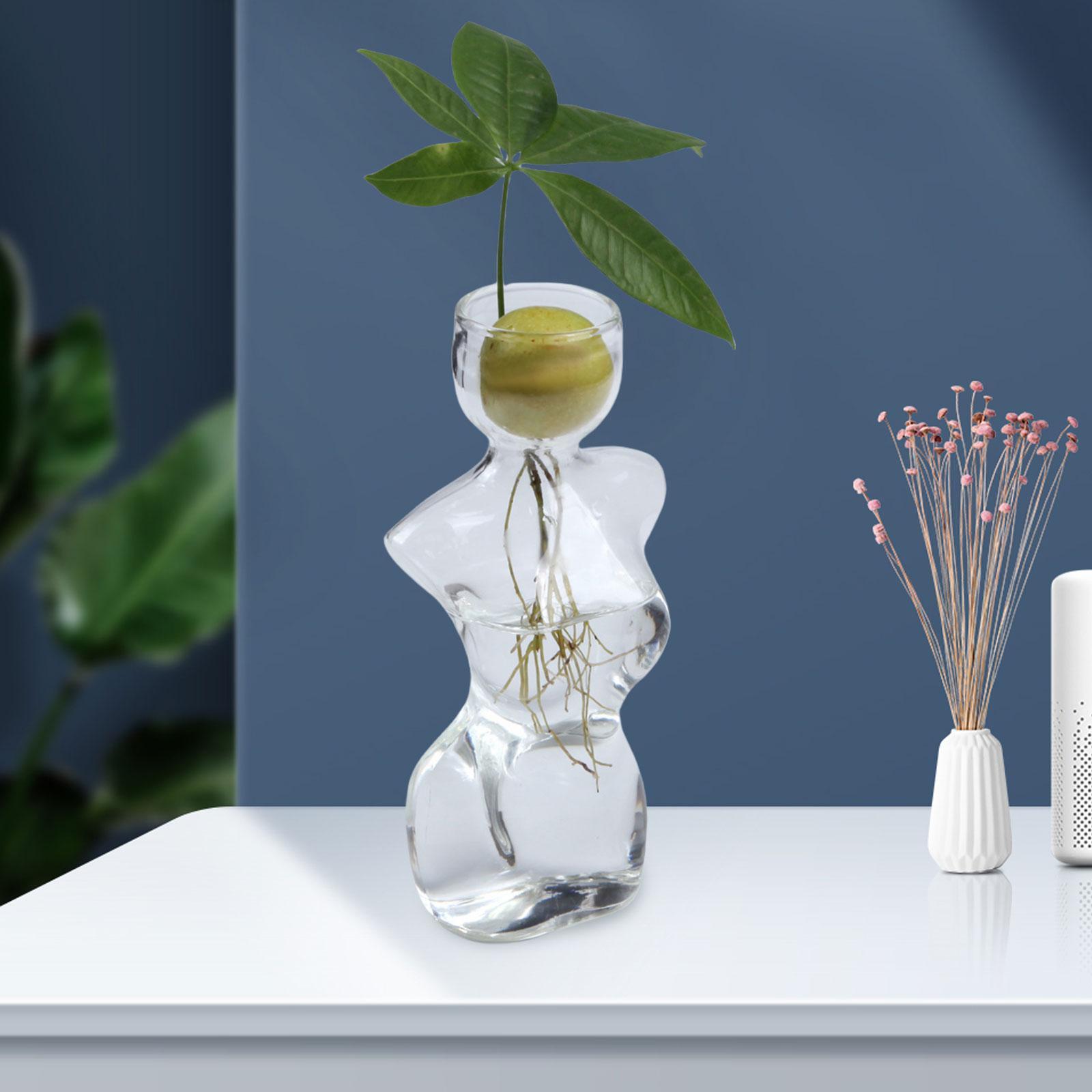 Small Avocado Seed Starter Vase Decorative Gift Indoor Outdoor Table Vase Glass Plant Pot Vase Clear Avocado Tree Growing Pot