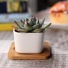 Amosfun Set of 3 Mini Ceramic Plant for and Baby Shower Simple Pots, White, Square, Tabletop, Succulents, Cacti, Herbs, Decorations. Design.